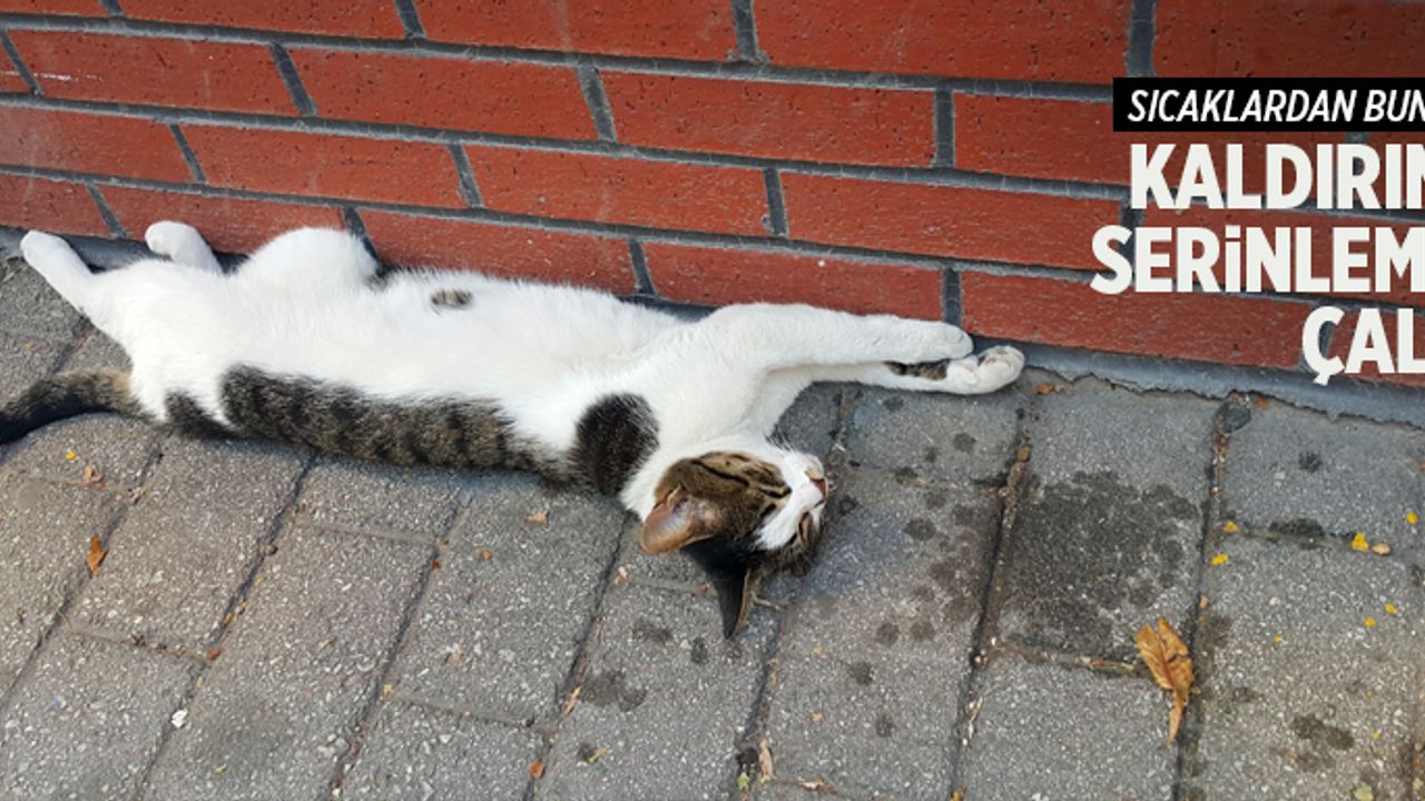 Sıcak havalar insanlar gibi sokak kedilerini de bunalttı