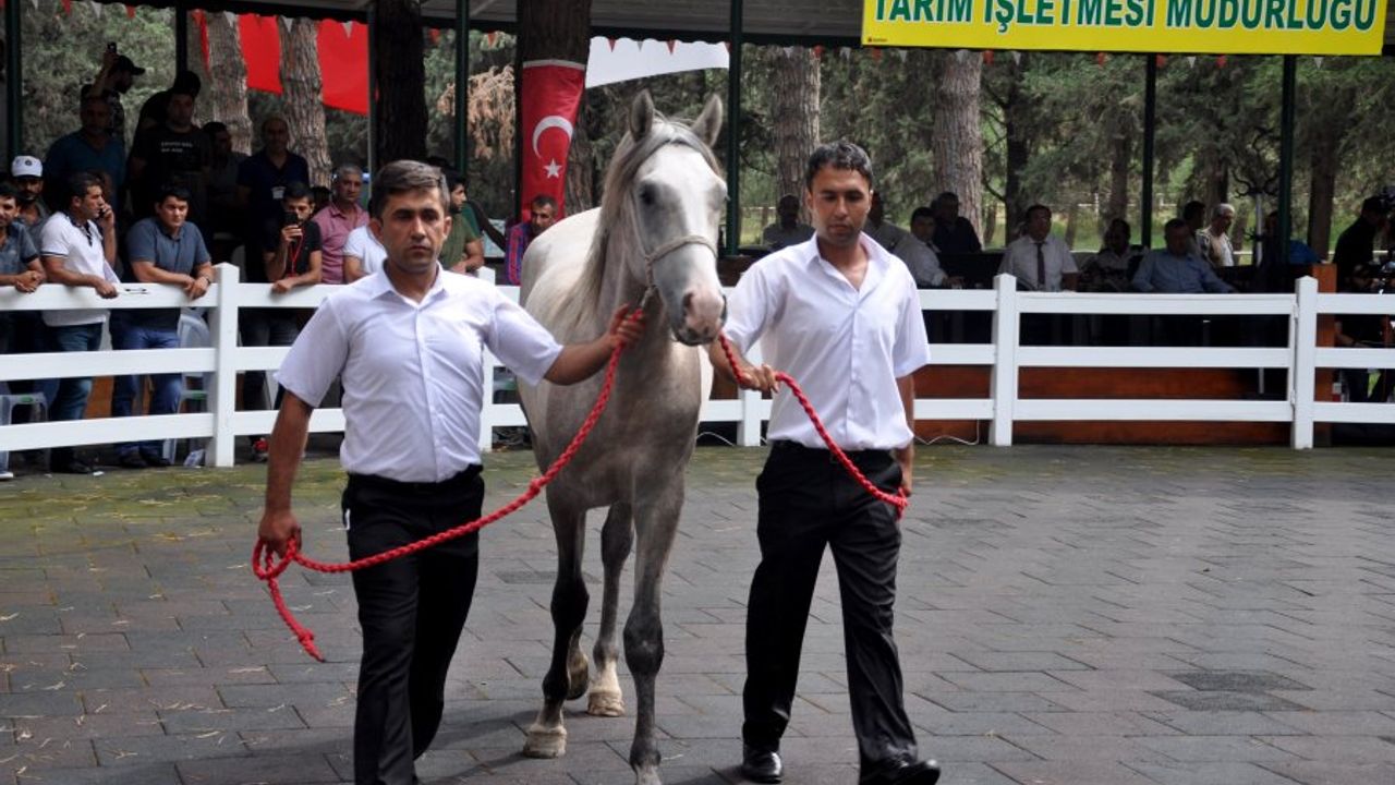 TİGEM'in en pahalı atı Mahmudiye’den
