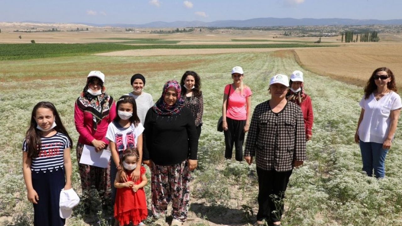 Kadın çiftçilerden anason üretimi