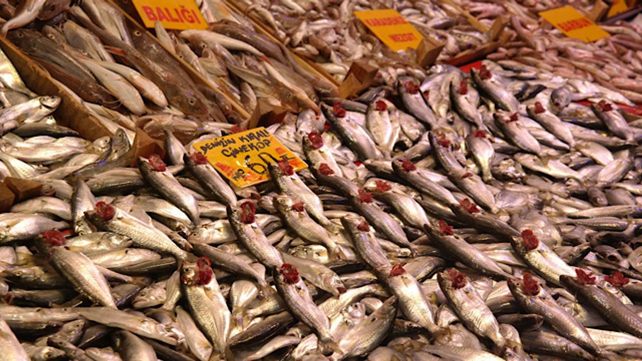 En hesaplı hayvansal protein kaynağı 'Balık'
