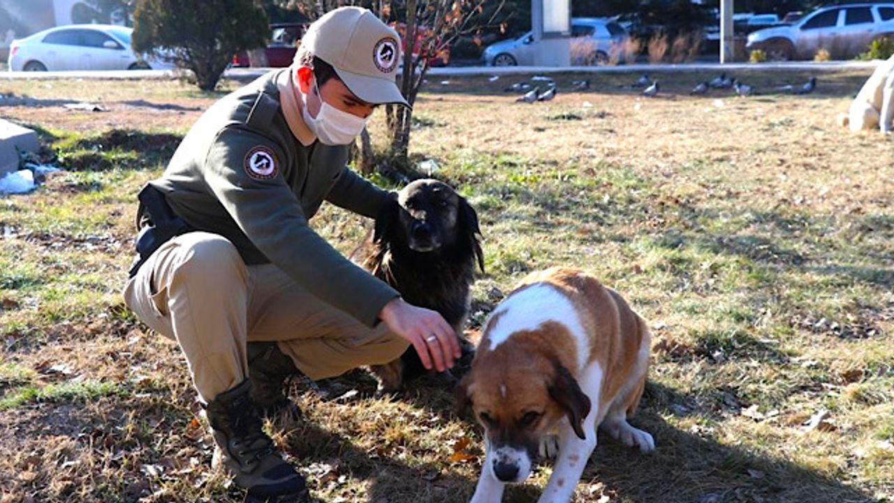 Soğuk havada sokak hayvanlarının yardımına polis koştu