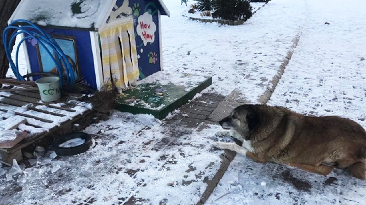 Sokak hayvanlarının mama ve su kapları buz tuttu