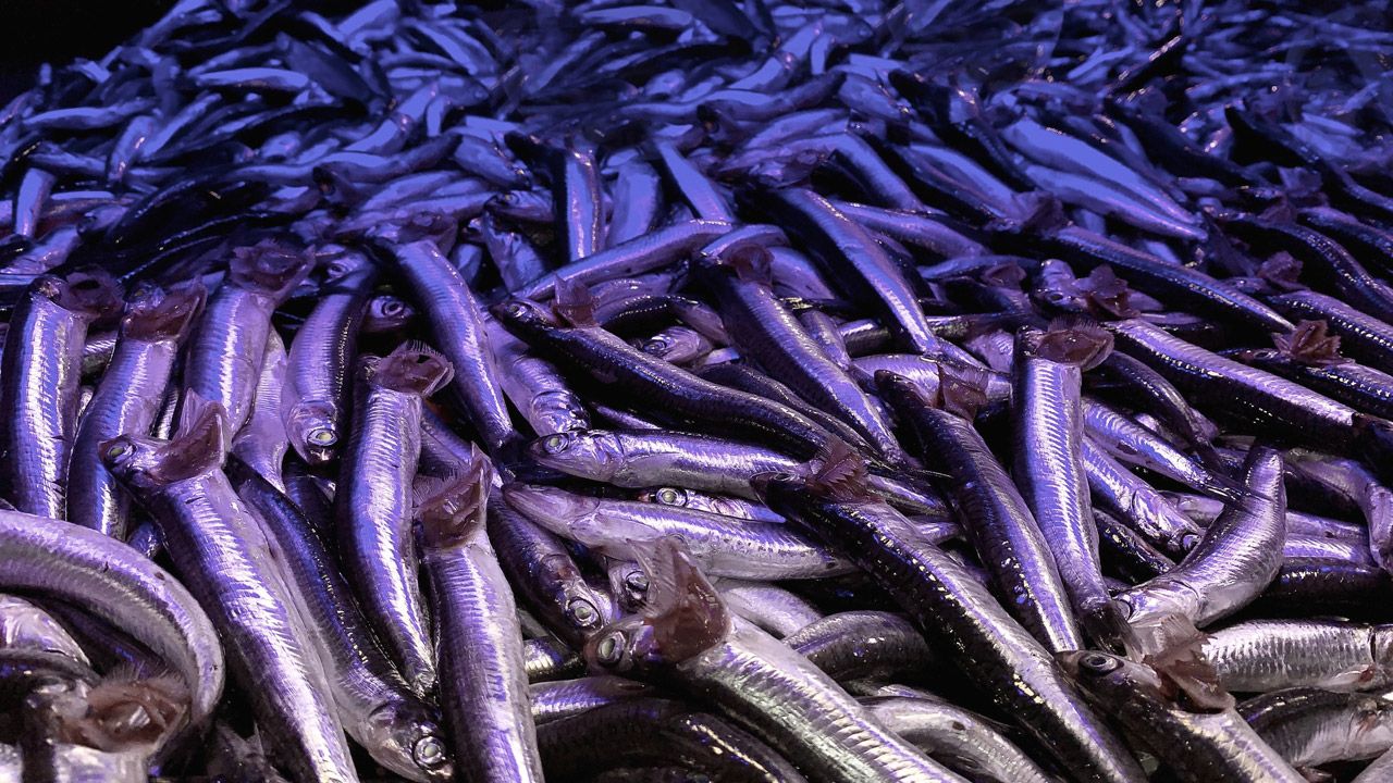 Eskişehir’de balık fiyatları