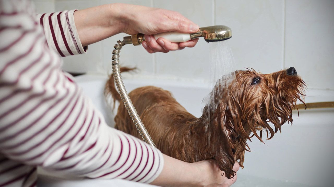 Uzmanından köpek yıkama tavsiyeleri