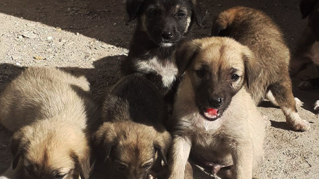 10 yavrusu olan köpeğin zehirlendiği iddia edildi