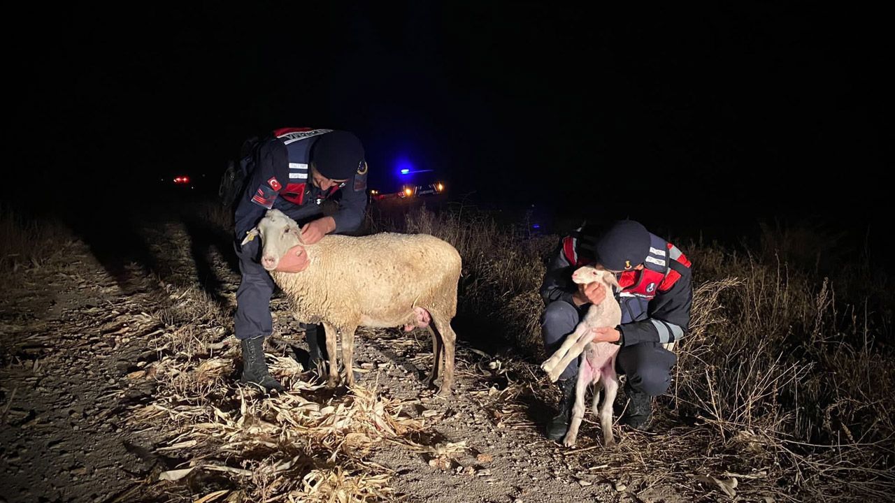 Koyun ve kuzusu yangınından son anda kurtarıldı
