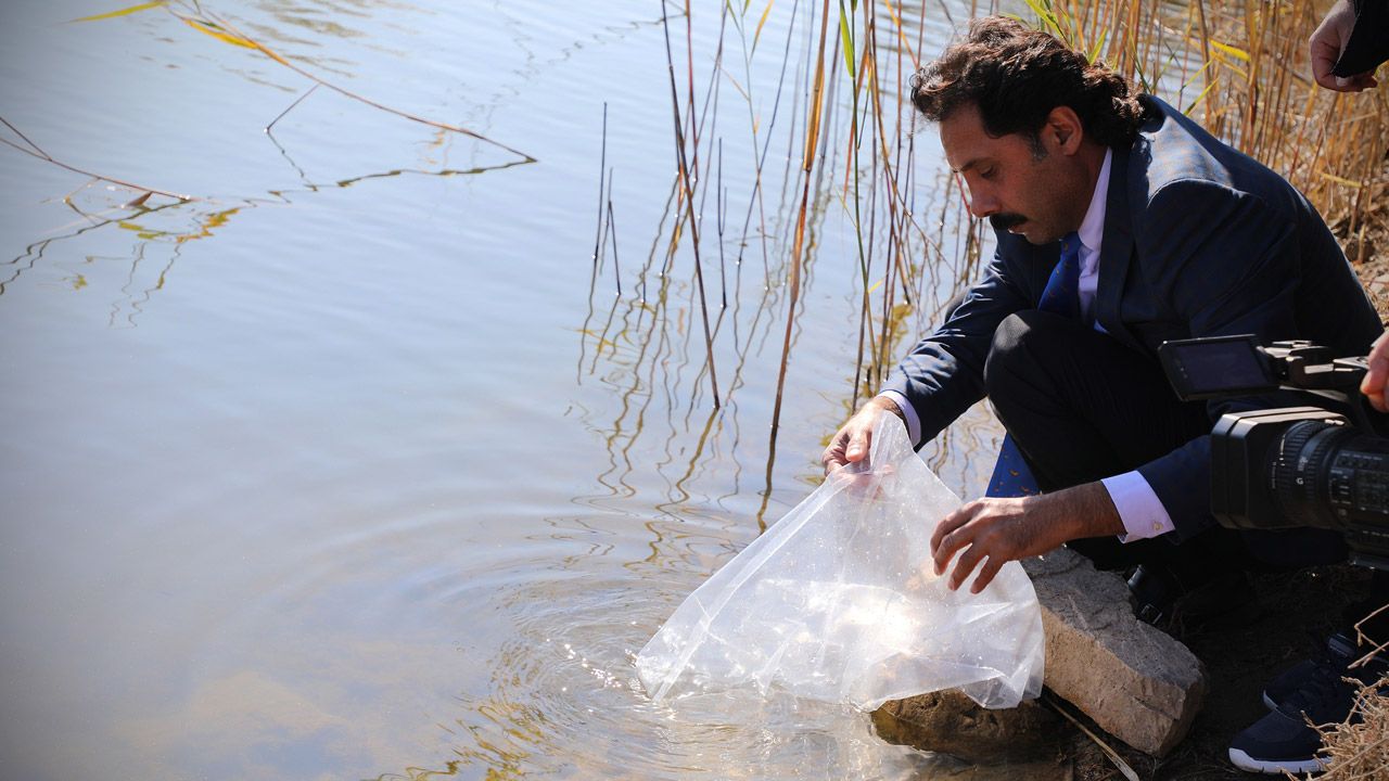 Tatlı su kaynaklarına 900 bin adet yavru sazan balığı salındı