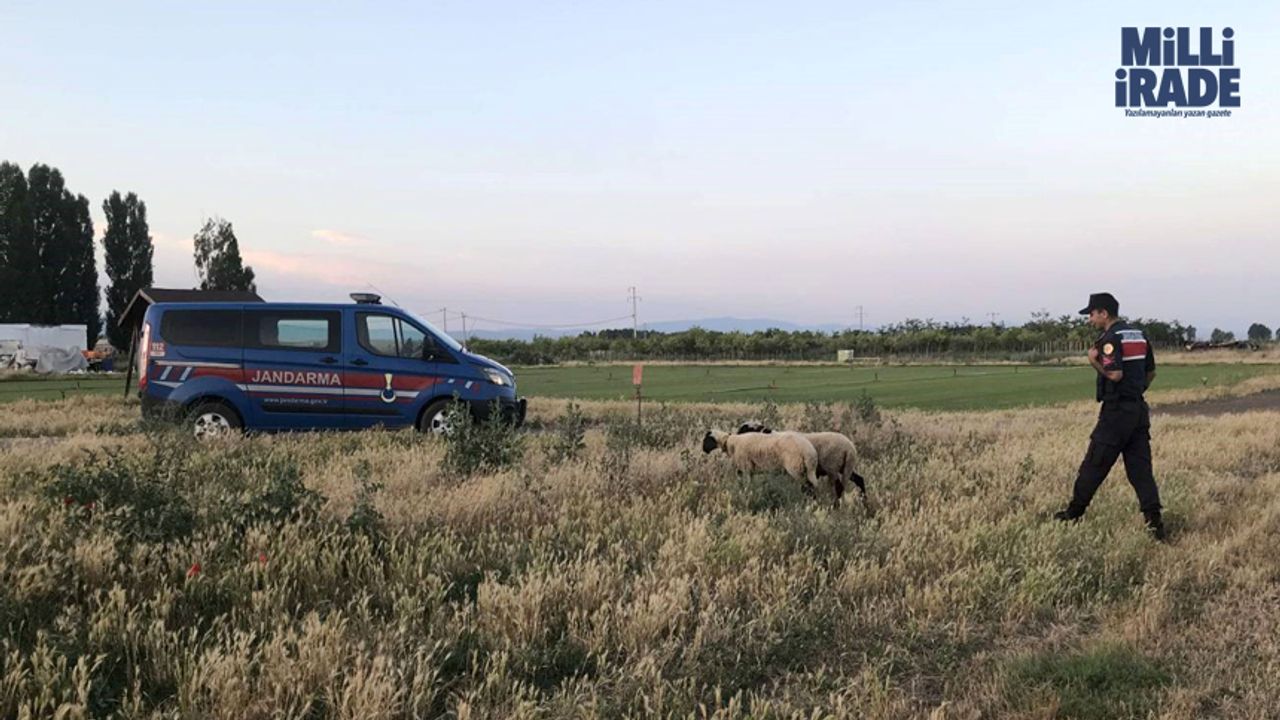 Kaybolan kurbanlık koyunları jandarma ekipleri buldu