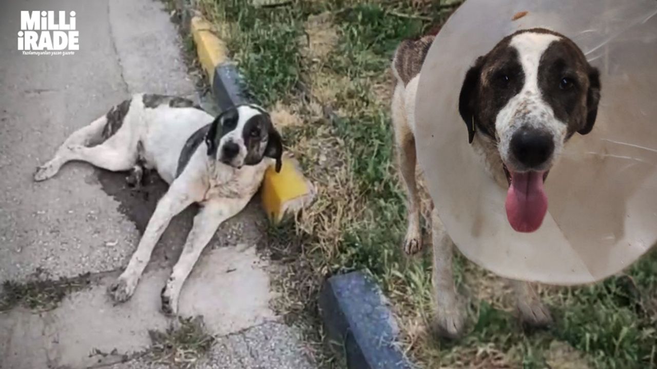 Hayvanseverler felçli köpeği tedavi ettirdi (VİDEO HABER)