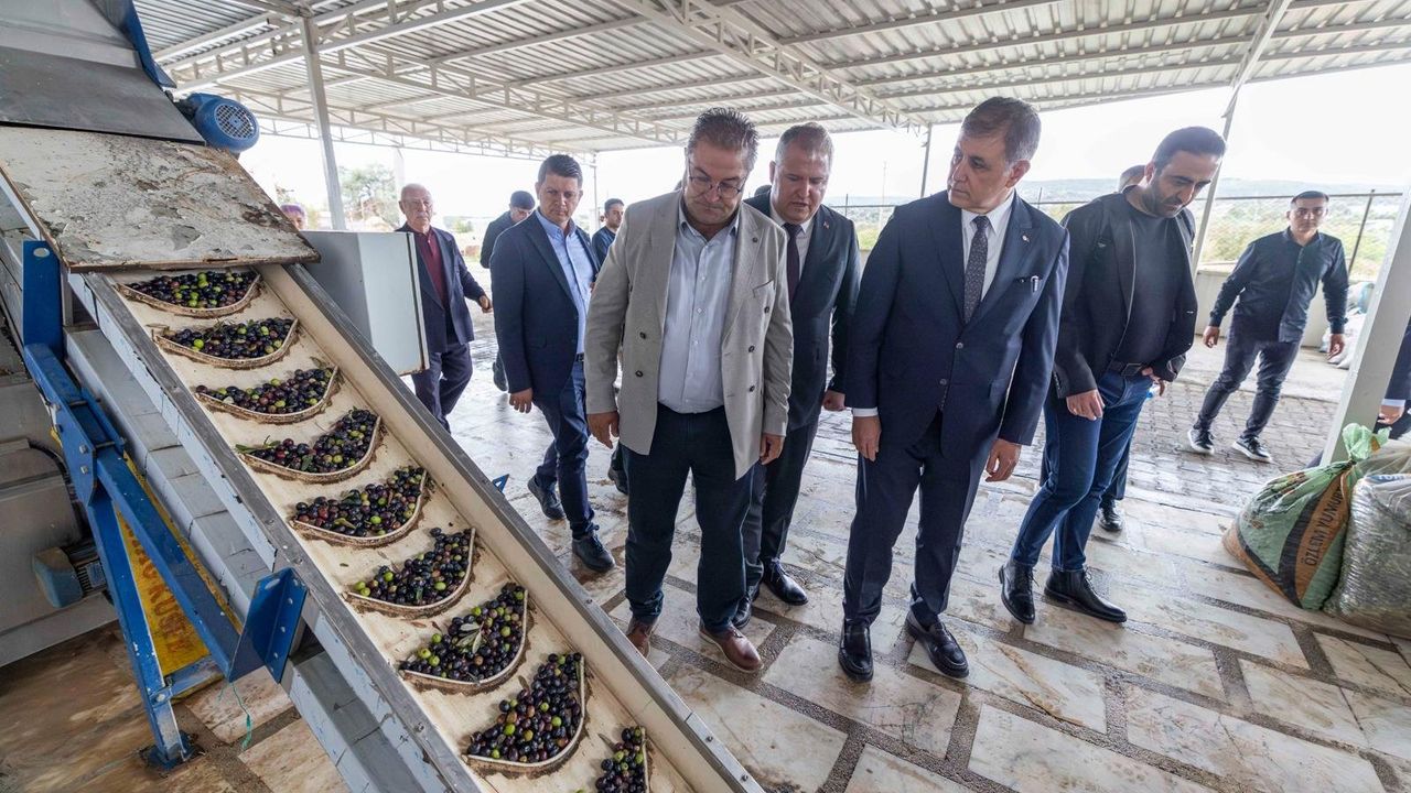 Sezonun ilk zeytinyağı üretildi