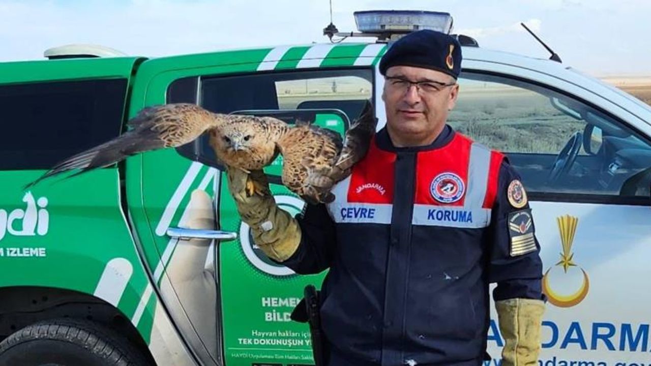 Boğazlıyan’da yaralı kızıl şahin koruma altına alındı