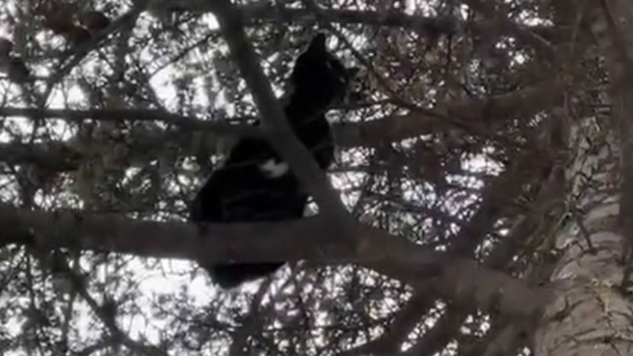 Ağaçta mahsur kalan kedi kurtarılmayı bekledi
