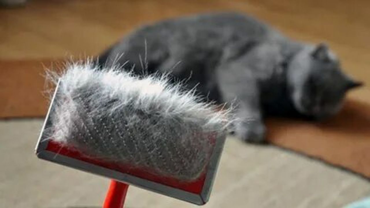 Kedi tüyü zararlı mı? Bilmeniz gerekenler