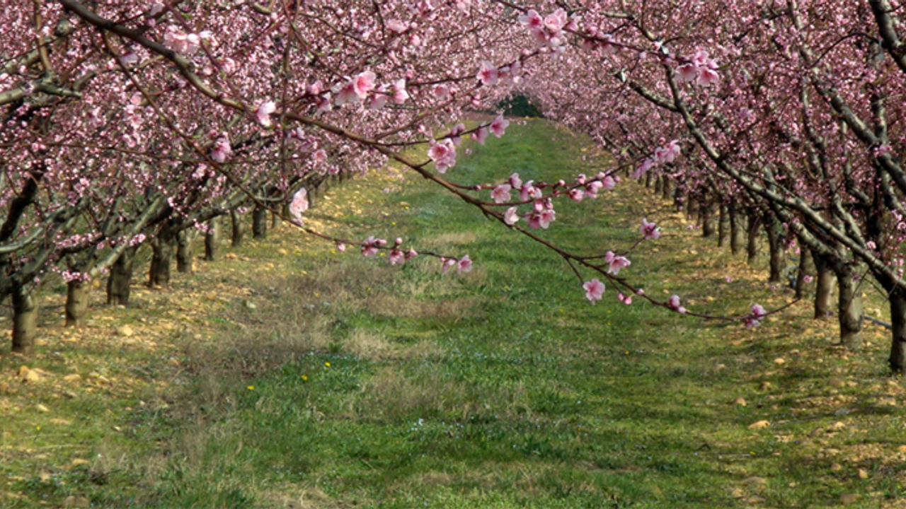 Çiftçi Kayıt Sistemi’ne kayıtlı üreticilere 707 milyon 112 bin lira aktarıldı