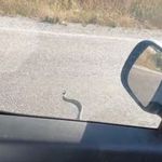 Eskişehir’de Yol Üstünde Yılan Sürprizi