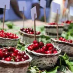 Eskişehir’den Festivale Ücretsiz Ulaşım Sağlanacak