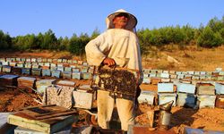 Arılar olmazsa tarım ve biyolojik zenginlik çöker
