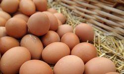 Tüketiciye uygun fiyattan doğal yumurta