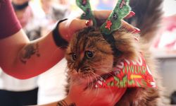 Eskişehir’de kedi güzellik yarışması düzenlendi