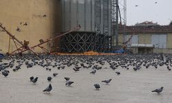 Yiyecek bulamayan yüzlerce güvercin silolara hücum etti