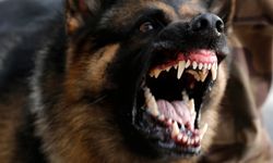 Seyitgazi'de başıboş köpekler iki çocuğa saldırdı
