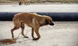 Bacağı kırılan köpeğin yardımına koştular (VİDEO HABER)