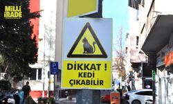 Duyarsız sürücüler için “Dikkat Kedi Çıkabilir” yazılı önlem