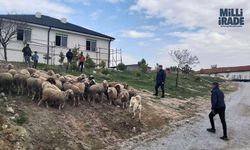 Eskişehir’de 33 küçükbaş hayvan dron desteğiyle bulundu