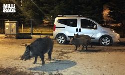 Şehir merkezine inen domuzlar tedirginlik oluşturdu (VİDEO HABER)