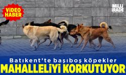 Batıkent’teki başıboş köpekler korkutuyor (VİDEO HABER)