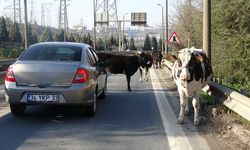 Otoyola giren inekler trafiği altüst etti