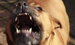 Ağızlıksız gezdirilen pitbull cinsi köpek çevredekilere saldırdı