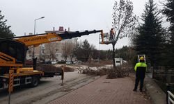 Odunpazarı’nda ağaç bakımları sürüyor