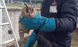 Bolu'da Cam Balkona Sıkışan Baykuş Kurtarıldı