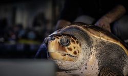 4 Yıldır Tedavi Gören Caretta Caretta, Denizle Buluşmayı Bekliyor