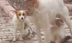 Annesiz kalan yavru kediyi ‘Çiko' isimli köpek emziriyor!