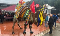 Geleneksel Deve Güreşleri ve Kültür Festivali Coşkusu