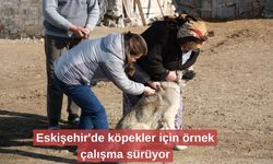 Eskişehir'de köpekler için örnek çalışma sürüyor