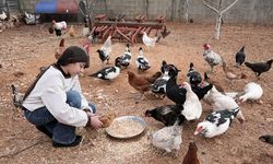 Besicilik Yapan Filistinli Kız Çiftlik Ürünlerini Sosyal Medyada Pazarlayarak Ailesine Destek Oluyor