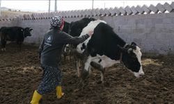 Niğde'de Eski Kadın Hükümlü Devlet Desteğiyle Hayvancılık Yapıyor