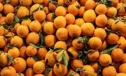 Satsuma mandalinanın ihracat yolculuğu 17 Ekim’de başlıyor