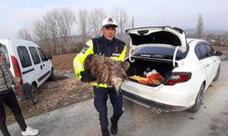 Ölmek üzere olan akbabayı jandarma kurtardı