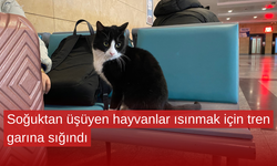 Soğuktan üşüyen hayvanlar ısınmak için tren garına sığındı