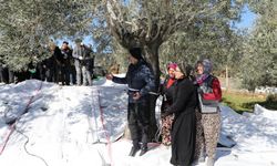 Edremit'te zeytin hasadı Meci geleneği ile son buldu