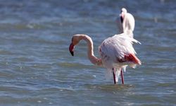 Eğirdir Gölü'nde Flamingoların Vücutlarında Buz Sarkıtları Oluştu