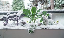 Balkon ve Terastaki Bitkiler Kar Yağışından Nasıl Korunmalı?