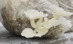 Enoki Mantarı Yetiştiriciliği