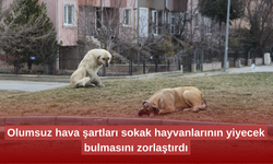 Olumsuz hava şartları sokak hayvanlarının yiyecek bulmasını zorlaştırdı