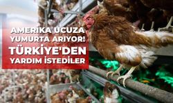 Amerika ucuza yumurta arıyor! Türkiye'den yardım istediler