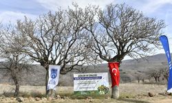 Ankara’da Yabani Sakız Ağaçları Ankara Fıstığı Olacak